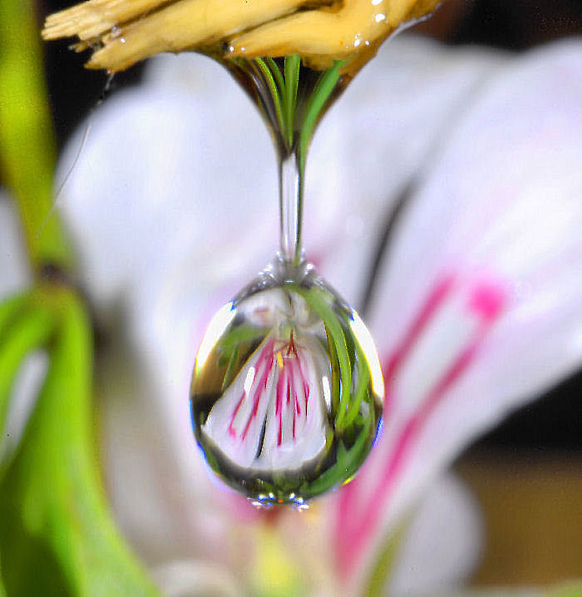 Geranio bianco allo specchio